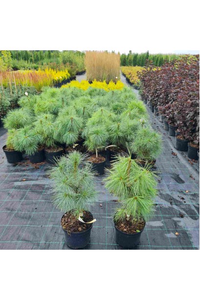 Сосна гімілайська / Гріффіта - 5л/вис.30-40см/Ø25-30см